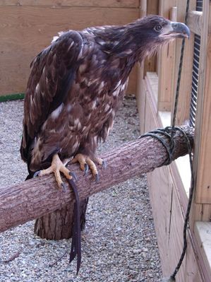 lsnc bald eagle.JPG